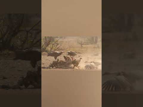 Lappet faced vulture and white backed vulture #shorts #animal