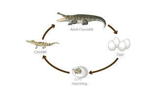 Crocodile Lifecycle