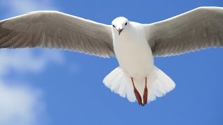 Sweet Spirit- Instrumental Music for Prayer and Healing