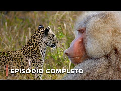 Clãs de babuínos Hamadryas lutam por território | Ícones da Vida Silvestre 107