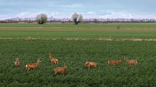 Roe Deer (Zulawy)