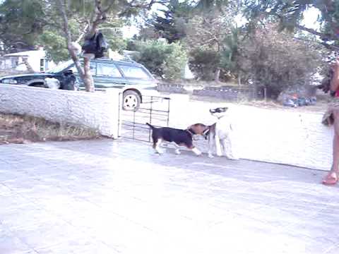 O Cavalheiro E A Vagabunda video