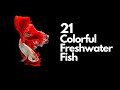 Colorful Freshwater Fish - 21 Great Choices 🐠