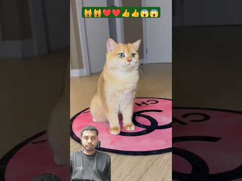 Cute billi Hungry 🤔🤔 #cat #funny #catlover #cats #rajibfmcg #shorts