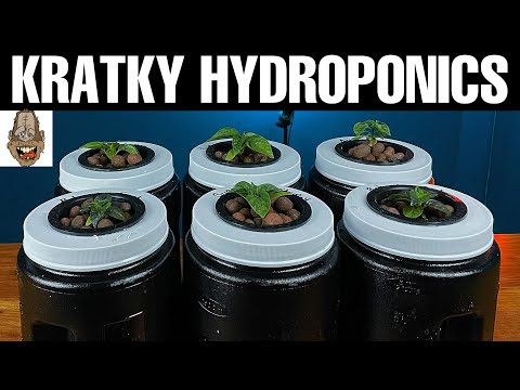 Transplanting From Soil To Kratky Hydroponics