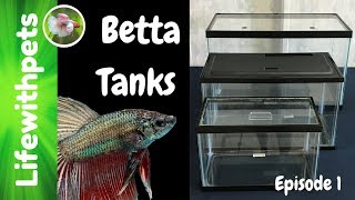 Choosing a Betta Fish Tank (Episode 1)
