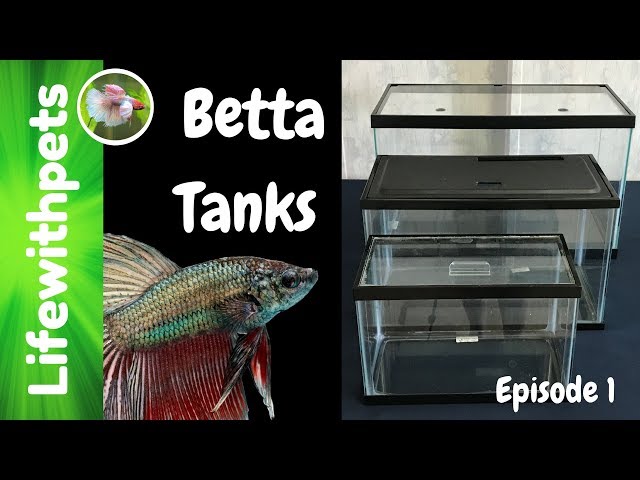 Choosing a Betta Fish Tank (Episode 1)