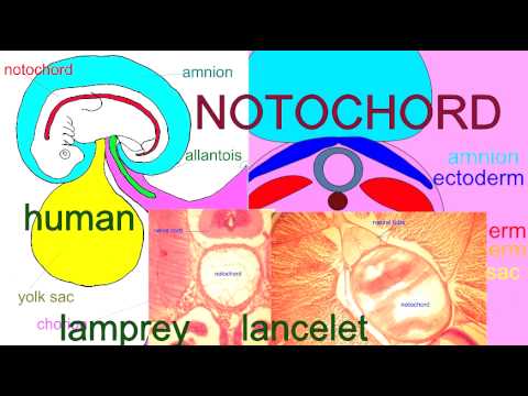Chordata - Definition and Examples - Biology Online Dictionary
