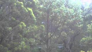 preview picture of video 'nornalup tree top walk p.2.MP4'
