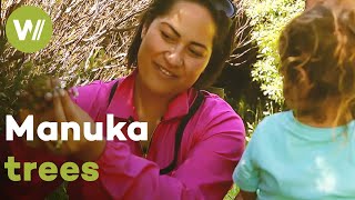The importance of Manuka trees for beekeeping in New Zealand