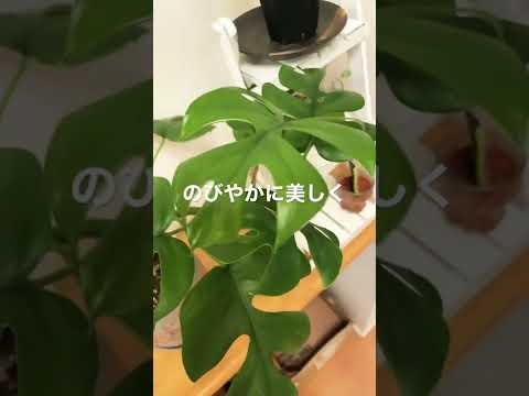 園芸 ミニモンステラ、モンステラ ジニー、フィロデンドロン ジニー