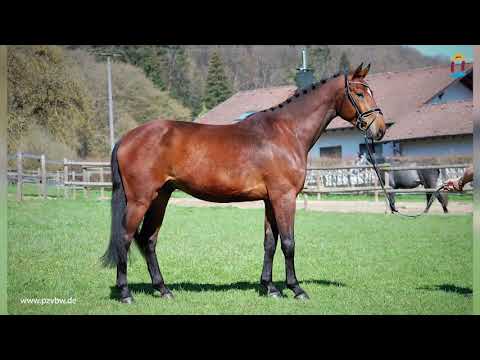 Valentin *2017 v. Van Gogh x Acord II