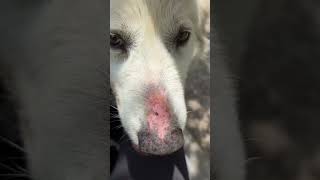 Video preview image #1 Great Pyrenees-Unknown Mix Puppy For Sale in Rowlett, TX, USA