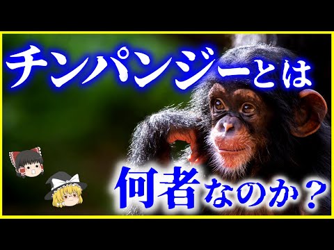 動物の知能について詳しく解説