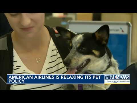 New Pet Travel Policy: American Airlines Allows More Luggage and Companion Pets Onboard
