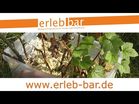 Obstgehölze selbst vermehren – Neue schwarze Johannisbeeren durch Stecklinge