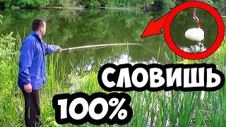 Что ловить на слизьнярио