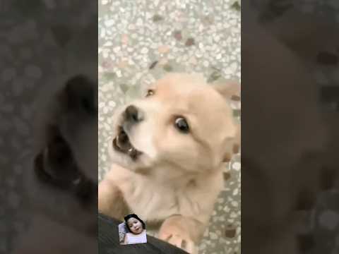 #puppy #dog #cute #doglover #cutepuppy #animal #puppydog #youtubeshorts #shortvideo #trending