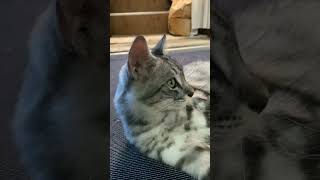 タマ