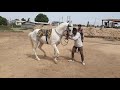 Sanjab horse dance training (1)