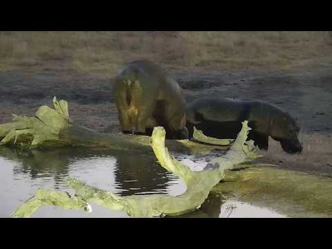 Djuma: Two  Hippos leaving the pan - 05:57 - 08/01/19