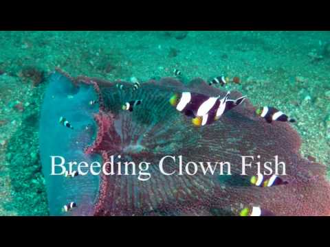 Breeding Pecula - Occellaris clowns