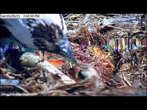 Dunrovin Ranch Osprey Video_2021-05-29_184746-Fish #2
