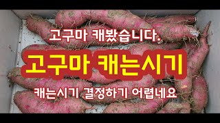 고구마 캐는시기 결정을 위해 캐 봅니다 [고구마재배방법] 괴산순정농부