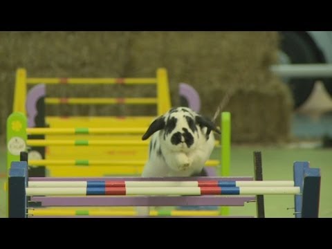Hopping mad: Swedish showjumping rabbits bounce into action