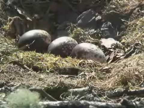 Scottish Wildlife Trust Osprey webcam4 - 3 eggs