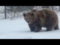 We Love Bear Butts And We Can Not Lie