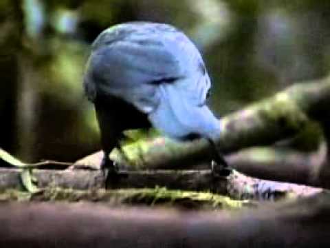 Vrana dôvtipná (Corvus moneduloides) — spev a hlas v prírode