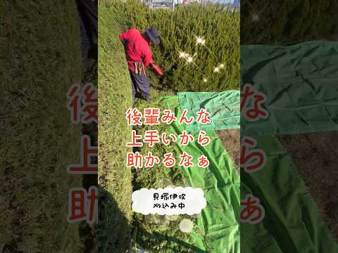 haie-jardin-if-verte haie de jardin