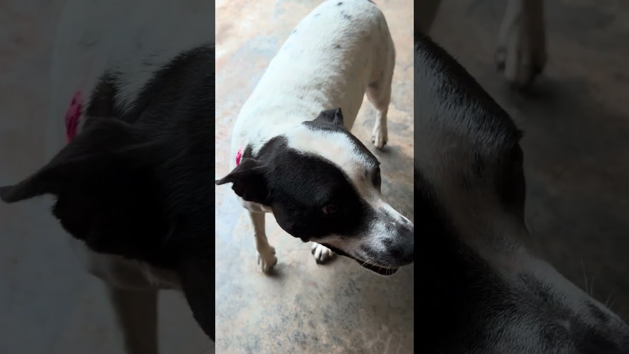 Enlarge Demi, a Adoptable mixed breed in Zebulon, GA video 5/5