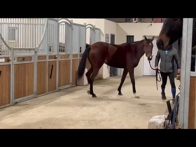 Cavalla AQPS In vendita 2019 Baio ,  NIDOR