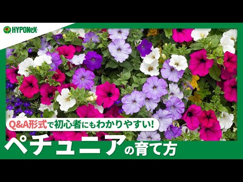 Photinia X fraseri 品種レッドロビン (花と葉)