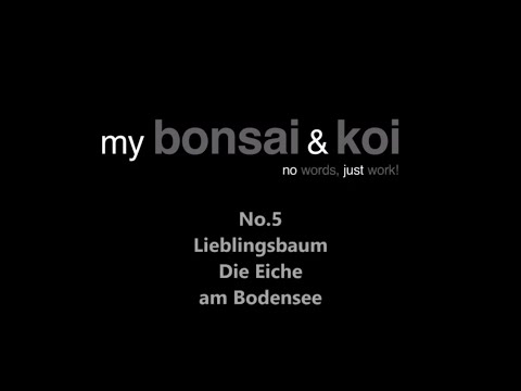 Bonsai - no words, just work! - No.5 - Lieblingsbaum - Die Eiche am Bodensee