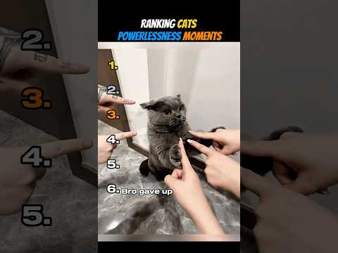 Ranking Cats Powerlessness Moments