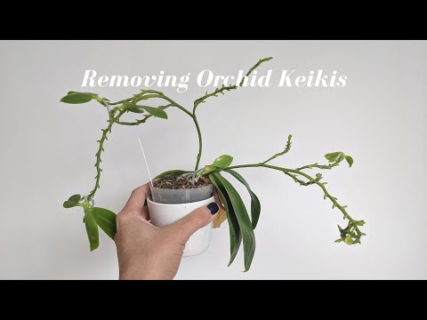 , title : 'Removing Keikis (Baby Orchids) from Phalaenopsis & Dendrobiums'