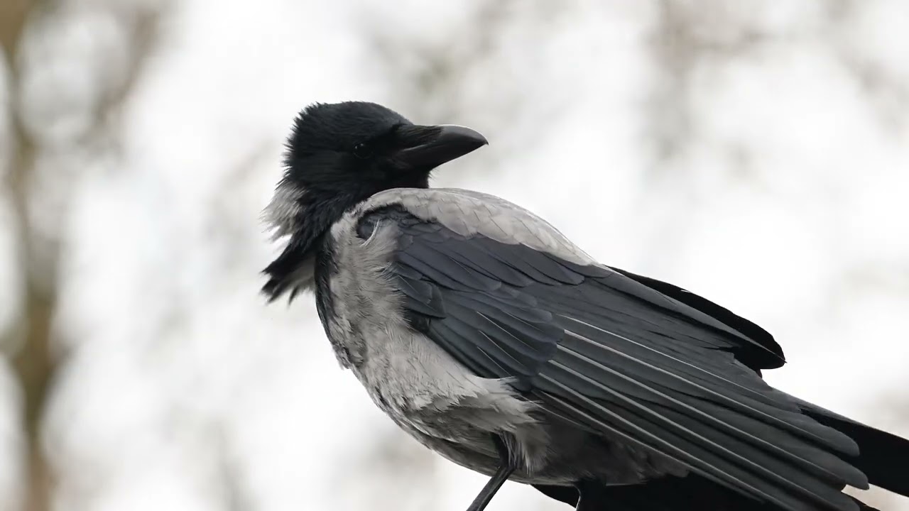 28 November 2025 De Haagse Bonte Kraai in close up...