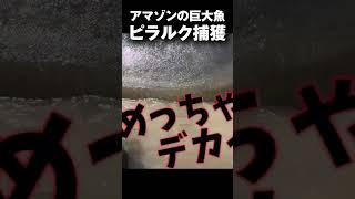 アマゾンの巨大魚ピラルクを捕獲する！