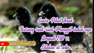 Download lagu Suara Pikat,#Anak burung ruak ruak, Memanggil ayah/ ibu nya, mp3