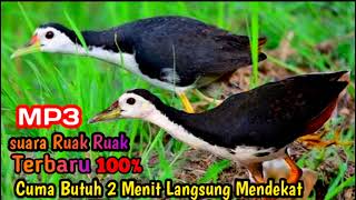 Download lagu Suara pikat ruak ruak betina MP3 terbaru mp3 Download lagu Suara pikat ruak ruak betina MP3 terbaru mp3