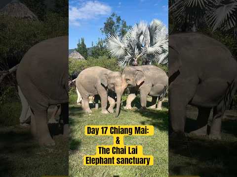 Day 17 Chiang Mai: We Finally met the elephants!