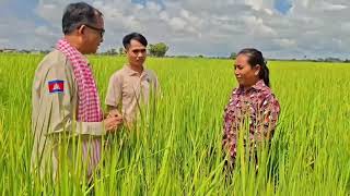 ទពិសោធន៍ដំបូងនៃការសាកល្បងបច្ចេកទេសគោលការណ៍ស្រែល្អ