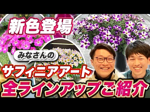 園芸 サントリーナ小ヒノキ、サントリーナグレー