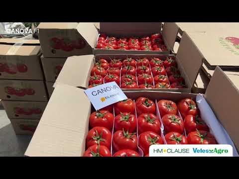 Канова помидор дурагайи Бухоро ва Навоида деҳқонлар ишончини оқлади