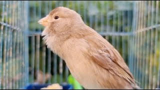 Download lagu Canary Bird Singing Training Sing #kenari #canary #canarybirdsinging mp3 Download lagu Canary Bird Singing Training Sing #kenari #canary #canarybirdsinging mp3