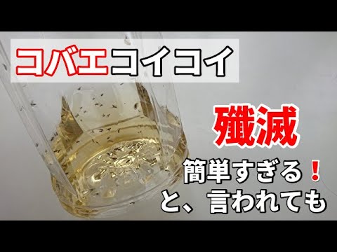 独自のショウジョウバエ捕獲器を作る: これが仕組みです トピックス