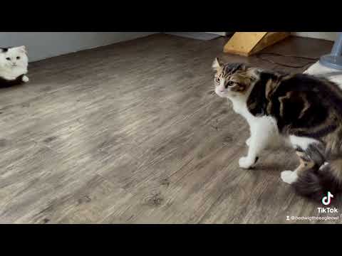 Owl Vs. Cats - Part 2 | Ampun Bang Jago (Tian Storm X Ever Slkr)